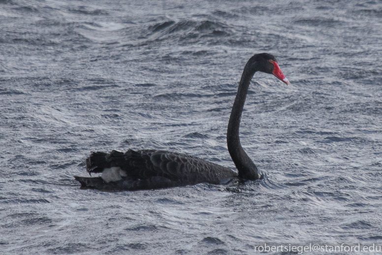 black swan